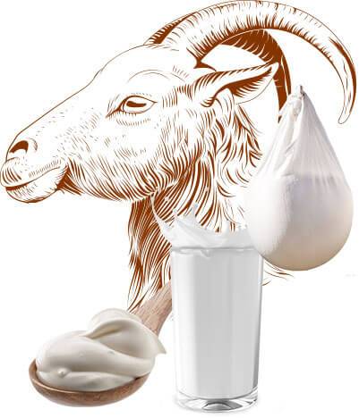 milk from goat greek
